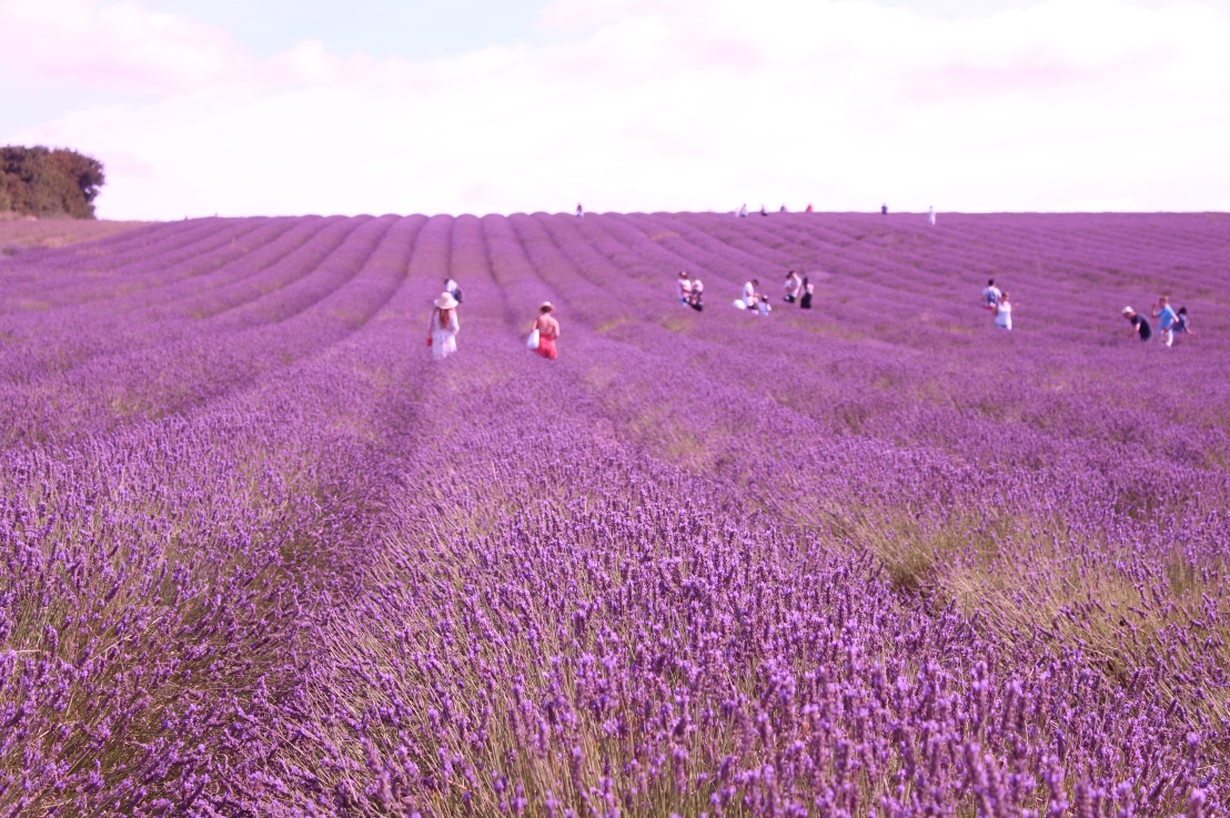 Berkunjung ke Hitchin Lavender, Hertfordshire, utara London Inggris 2018 dan Itinerary